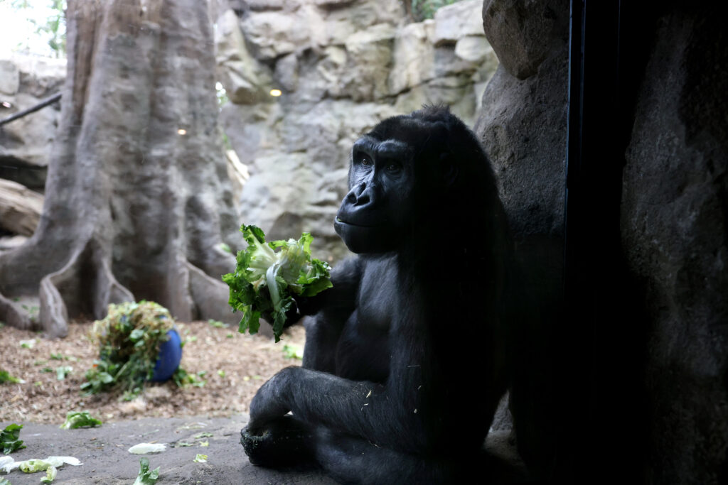 Aziza, a Western Lowland Gorilla, at the Franklin Park Zoo.